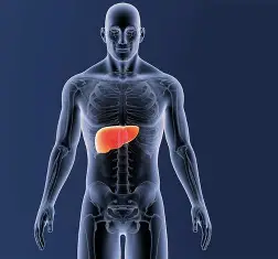 Health Care Tips: चुपचाप शरीर को नुकसान पहुंचा रहा फैटी लिवर, हार्ट-किडनी तक बढ़ सकता है खतरा, समय रहते संभलना बेहद जरूरी